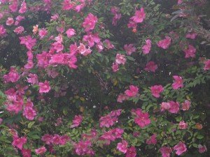 Rosa chinensis x mutabilis