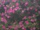 Rosa chinensis x mutabilis