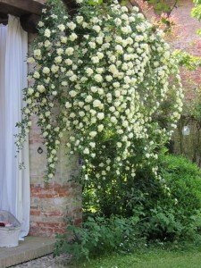 Rosa banksiae purezza