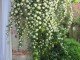 Rosa banksiae purezza