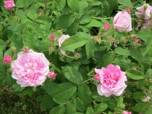 Rosa imperatrice Joséphine