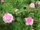 Rosa imperatrice Joséphine