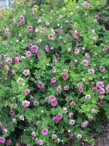 Rosxburghii